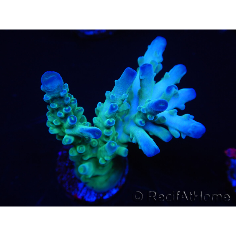 WYSIWYG RAH Acropora Rainstorm 5C3