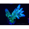 WYSIWYG RAH Acropora Rainstorm 5C3