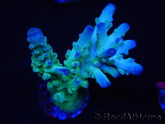 WYSIWYG RAH Acropora Rainstorm 5C3