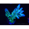 WYSIWYG RAH Acropora Rainstorm 5C3