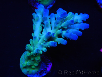 WYSIWYG RAH Acropora Rainstorm 5C4