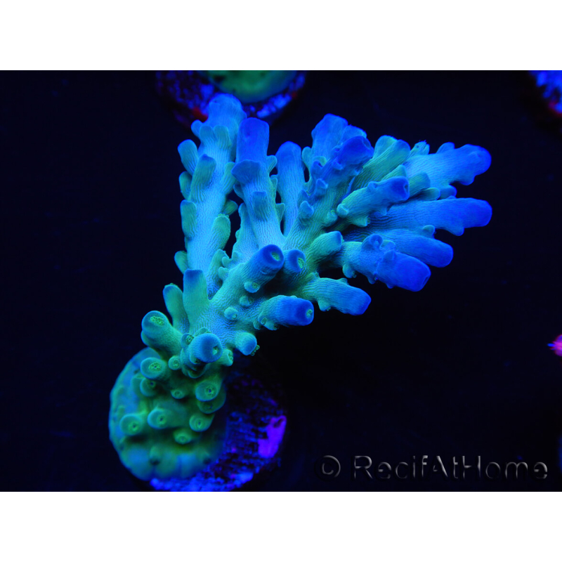 WYSIWYG RAH Acropora Rainstorm 5C4