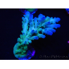 WYSIWYG RAH Acropora austera teal 5X4