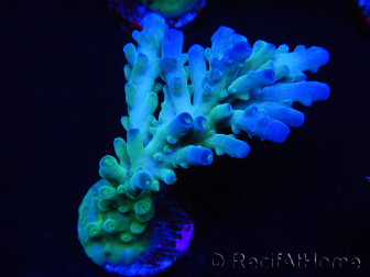 WYSIWYG RAH Acropora austera teal 5X4