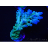 WYSIWYG RAH Acropora austera teal 5X4