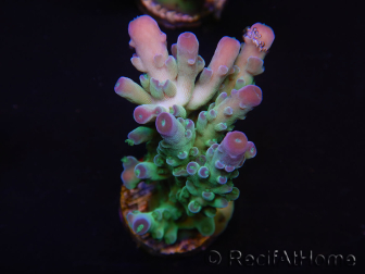 WYSIWYG RAH Acropora Rainstorm 5C2