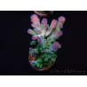 WYSIWYG RAH Acropora Rainstorm 5C2