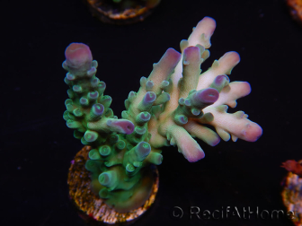 WYSIWYG RAH Acropora austera teal 5X3