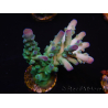 WYSIWYG RAH Acropora Rainstorm 5C3