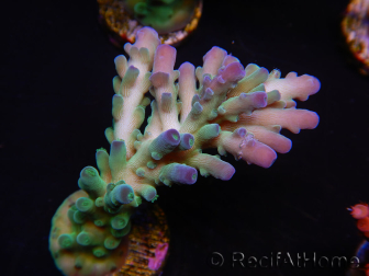 WYSIWYG RAH Acropora Rainstorm 5C4