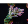 WYSIWYG RAH Acropora Rainstorm 5C4