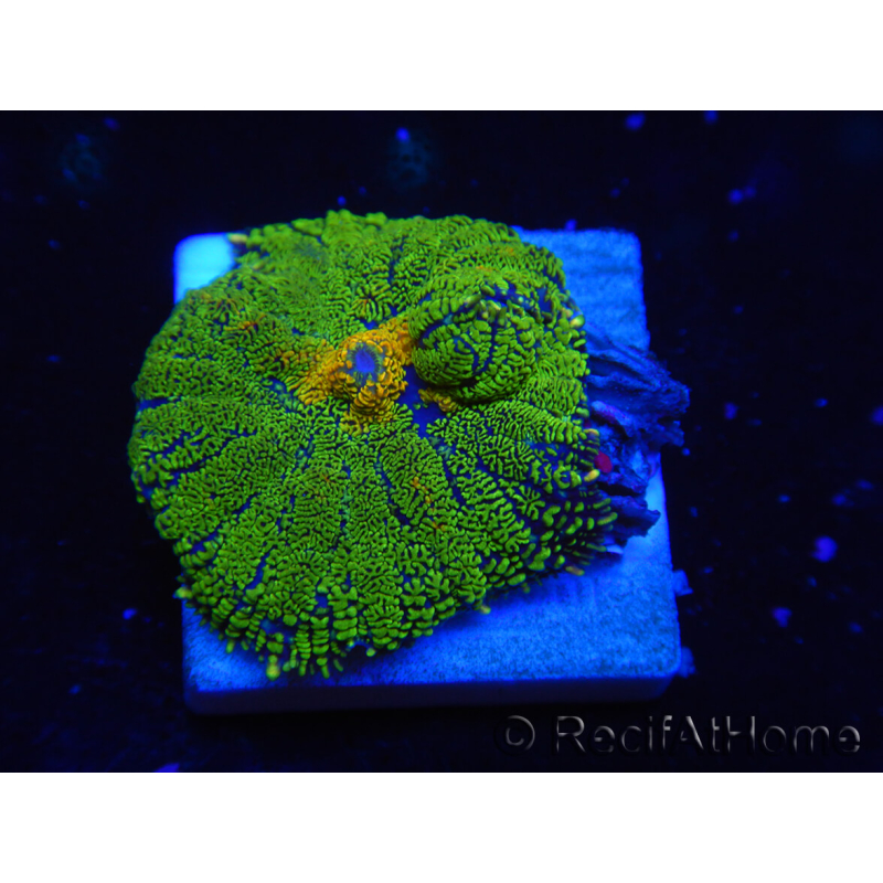 WYSIWYG - Hongo Rhodactis Alfombra XL (10 cm) 13I4