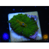 WYSIWYG - Funghi Rhodactis Carpet XL (10 cm) 13I6