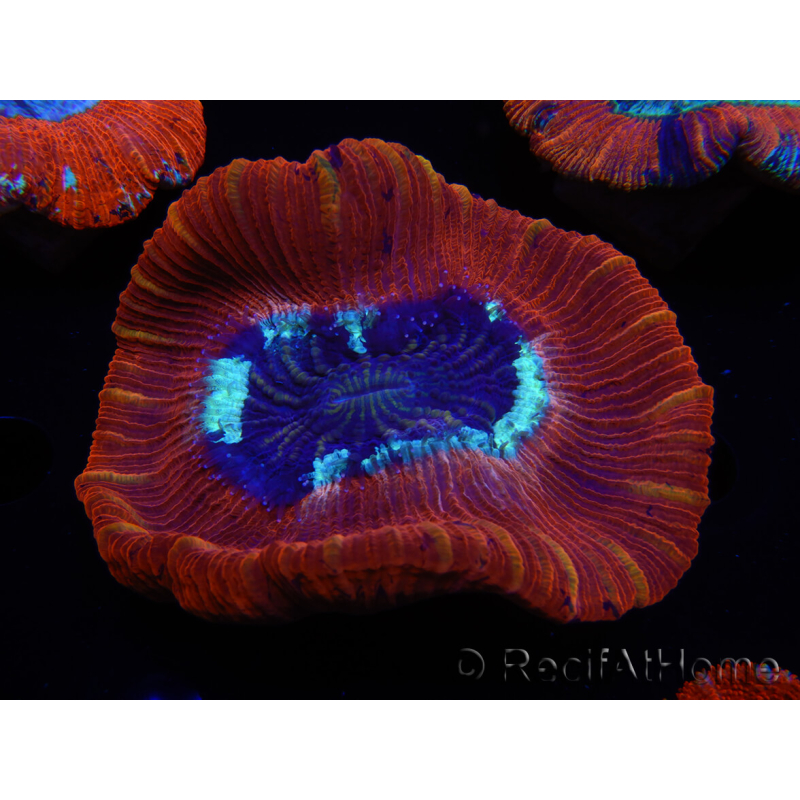 WYSIWYG Trachyphyllia geoffroyi A4 (4 cm) 