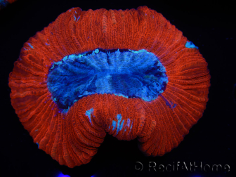 WYSIWYG Trachyphyllia geoffroyi B3 (6 cm)