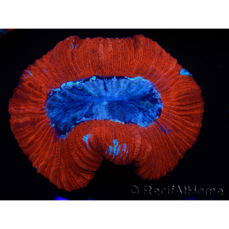 WYSIWYG Trachyphyllia geoffroyi B3 (6 cm)