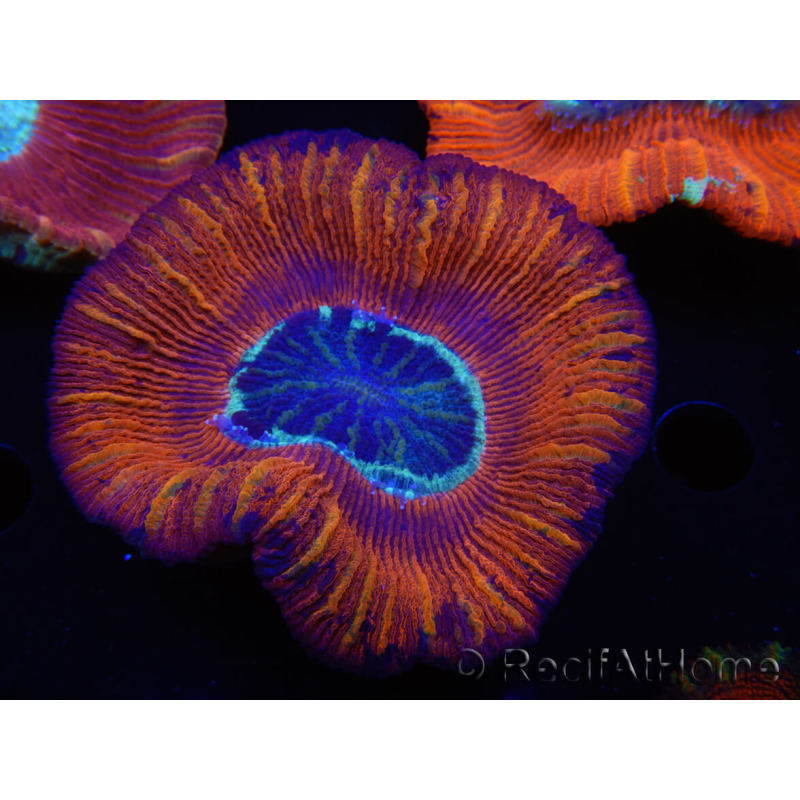 WYSIWYG Trachyphyllia geoffroyi B6 (4 cm)