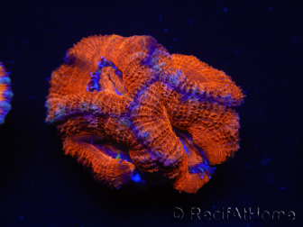 WYSIWYG Micromussa lordhowensis (ex Acanthastrea) 6J5