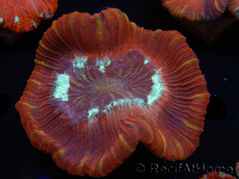 WYSIWYG Trachyphyllia geoffroyi A4 (4 cm) 