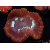 WYSIWYG Trachyphyllia geoffroyi A4 (4 cm) 