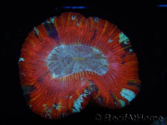 WYSIWYG Trachyphyllia geoffroyi A5 (5 cm)