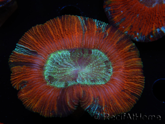 WYSIWYG Trachyphyllia geoffroyi A6 (4.5 cm)