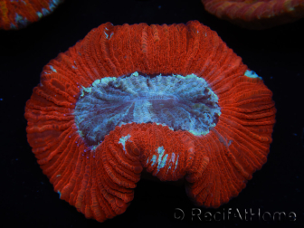 WYSIWYG Trachyphyllia geoffroyi B3 (6 cm)