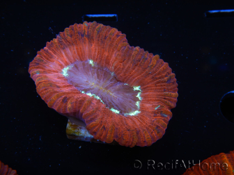 WYSIWYG Trachyphyllia geoffroyi B5 (Skeleton 5 cm/ Open 6.5 cm)