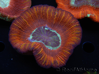 WYSIWYG Trachyphyllia geoffroyi B6 (4 cm)