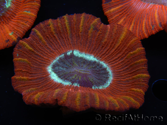 WYSIWYG Trachyphyllia geoffroyi C3 (Skeleton 4.5 cm/ Open 6.5 cm)