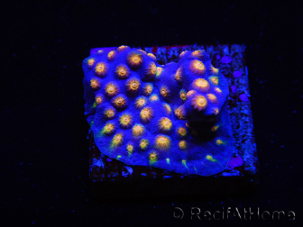 WYSIWYG - WWC Cyphastrea Rainbow Madness 3P6