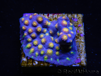 WYSIWYG - WWC Cyphastrea Rainbow Madness 3P6