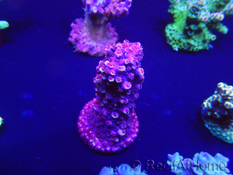 WYSIWYG Acropora robusta 15D2 Mariculture acclimaté led