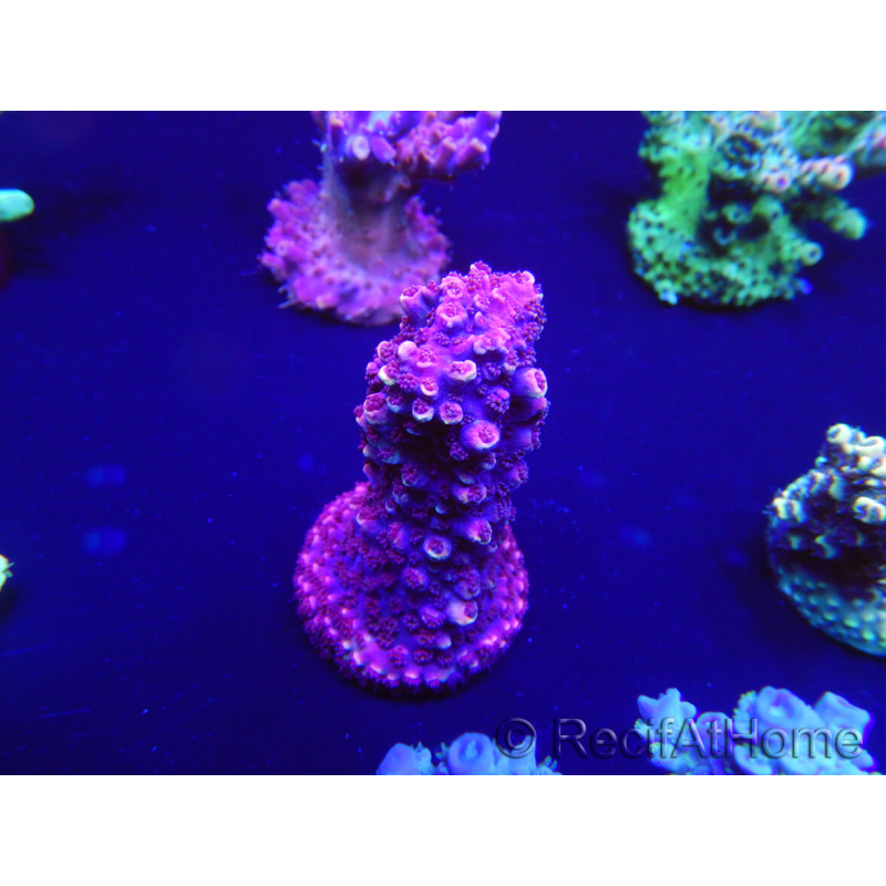 WYSIWYG Acropora robusta 15D2 Mariculture acclimaté led