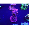 WYSIWYG Acropora robusta 15D2 Mariculture acclimaté led