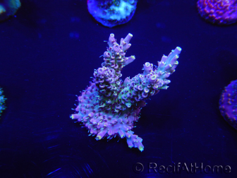 WYSIWYG Acropora 15D8 Mariculture acclimaté led