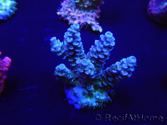 WYSIWYG Acropora tenuis 15D9 Mariculture acclimaté led