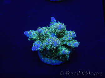 WYSIWYG Acropora rosaria 15H9 Maricoltura acclimatata a LED