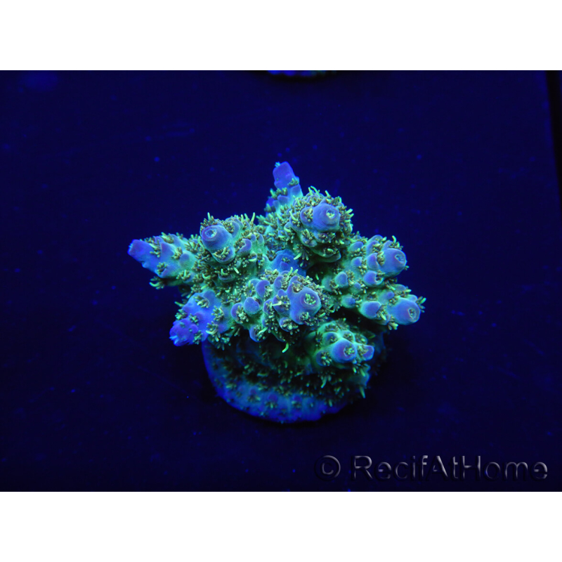 WYSIWYG Acropora rosaria 15H9 Maricoltura acclimatata a LED