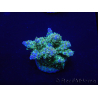 WYSIWYG Acropora rosaria 15H9 Maricoltura acclimatata a LED