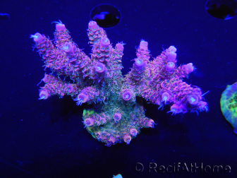 WYSIWYG Acropora millepora 15I3 Mariculture acclimaté led