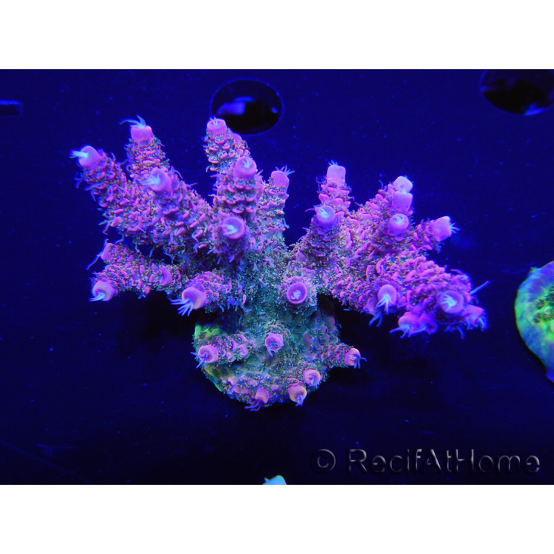 WYSIWYG Acropora millepora 15I3 Mariculture acclimaté led