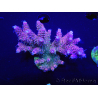 WYSIWYG Acropora millepora 15I3 Mariculture acclimaté led