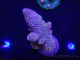 WYSIWYG Acropora millepora 15I9 Maricoltura acclimatata a LED