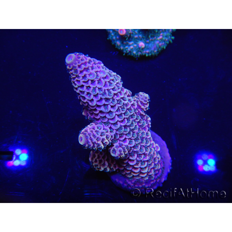 WYSIWYG Acropora millepora 15I9 Maricoltura acclimatata a LED