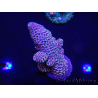 WYSIWYG Acropora millepora 15I9 Maricoltura acclimatata a LED