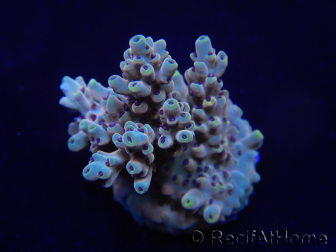 WYSIWYG Acropora 15K9 Maricoltura acclimatata a LED