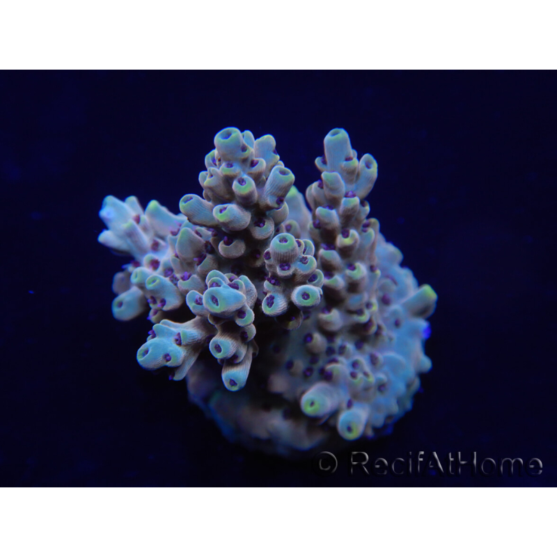 WYSIWYG Acropora 15K9 Maricoltura acclimatata a LED