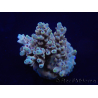 WYSIWYG Acropora 15K9 Maricoltura acclimatata a LED