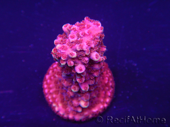 WYSIWYG Acropora robusta 15D2 Mariculture acclimaté led